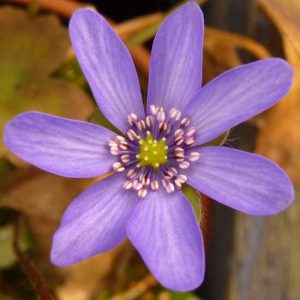 nobilis var. nobilis Polens Blaue-0