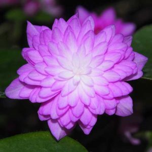 nobilis var. japonica Rinsen (Pink)-0