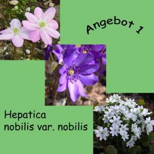 Angebot 1 nobilis var. nobilis -0