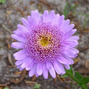 alpinus ' Antje '-0