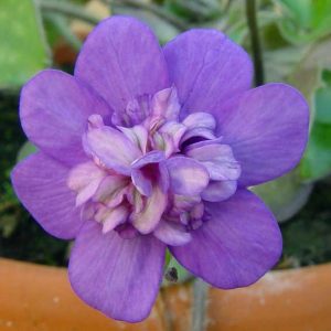 nobilis var. japonica Tamahime -0