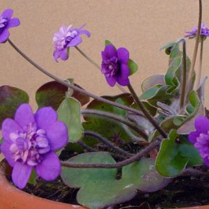 nobilis var. japonica Tamahime -4542