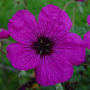 cinereum var. subcaulesens ' Purpureum '-0