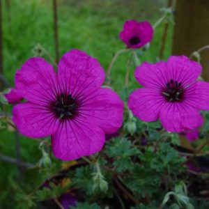 cinereum var. subcaulesens ' Purpureum '-7782