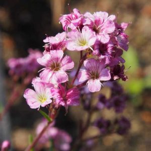 repens 'Rosea' x petrae ' Knuddel '-0