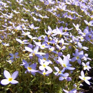 caerulea-0
