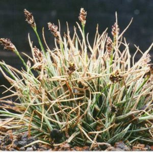 ulophylla-0