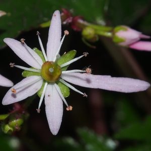 Saxifraga cortusifolia var. obtusocuneata Pink Mist – Bild 3
