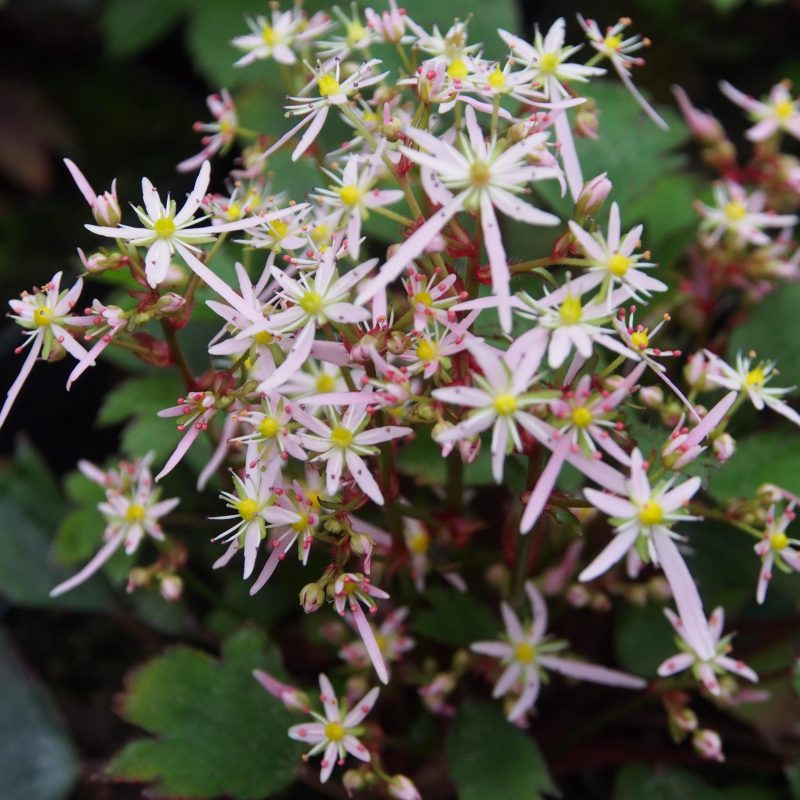 Saxifraga cortusifolia var. obtusocuneata Pink Mist