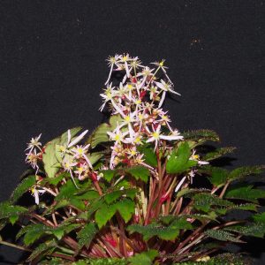 Saxifraga cortusifolia var. obtusocuneata Pink Mist – Bild 5