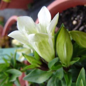 septemfida Alba-5697
