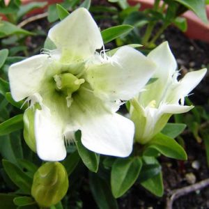 septemfida Alba-0