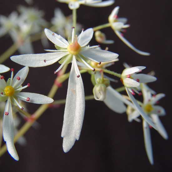 Cortusifolia Alaniel JP-0