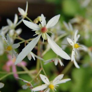 Cortusifolia Alaniel JP-5470