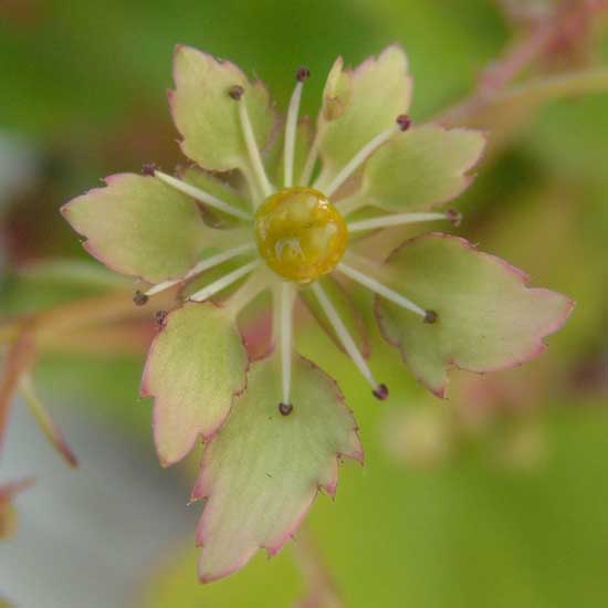 Cortusifolia Arabella Figg JP-0