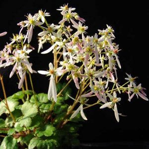 Cortusifolia Hermine Granger JP-0