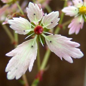 Cortusifolia Medea JP-5604