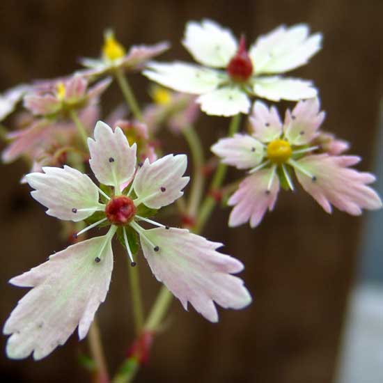 Cortusifolia Medea JP-0