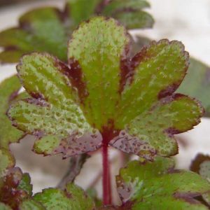 Cortusifolia Minerva McGonagall JP-5609