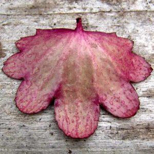 Cortusifolia Minerva McGonagall JP-5613