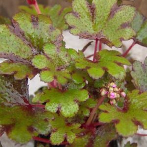 Cortusifolia Minerva McGonagall JP-5612