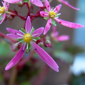 Cortusifolia Minerva McGonagall JP-5610