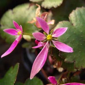 Cortusifolia Moderne Zeit-5619
