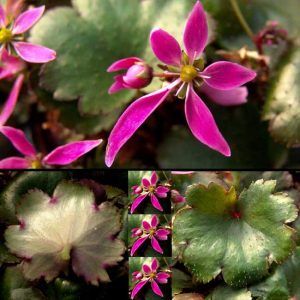 Cortusifolia Moderne Zeit-5620