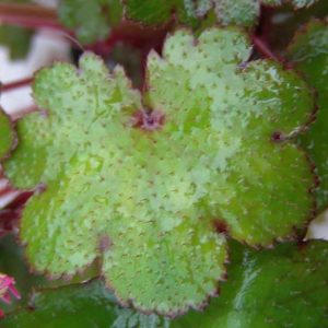 Cortusifolia Molly Weasley JP-5628