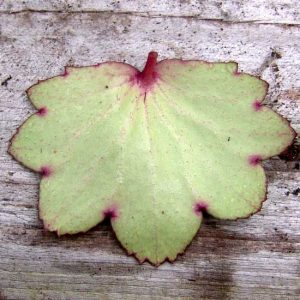 Cortusifolia Molly Weasley JP-5626