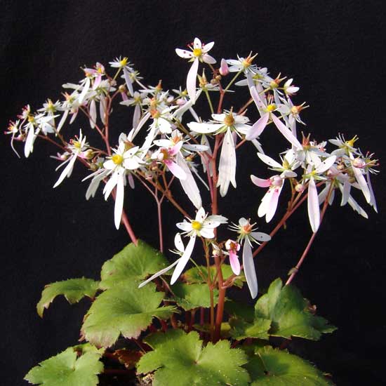 Cortusifolia Sibyll Trelawney JP-5650