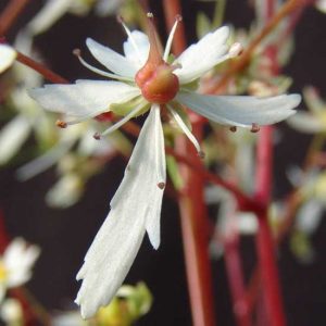 cortusifolia var. fortunei Adailoe JP-0
