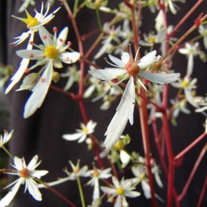 cortusifolia var. fortunei Adailoe JP-5402
