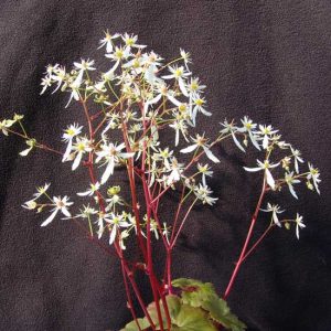 cortusifolia var. fortunei Adailoe JP-5405
