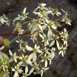 cortusifolia var. fortunei Ahillea JP-5416