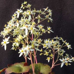 cortusifolia var. fortunei Ahillea JP-5415