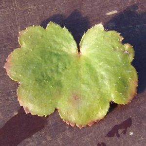 cortusifolia var. fortunei Ahillea JP-5414