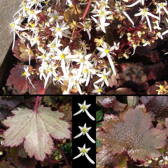 cortusifolia var. obtusocuneata Rokujo-0