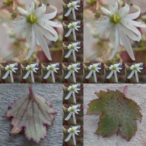 cortusifolia var. obtusocuneata Conwy Snow-0