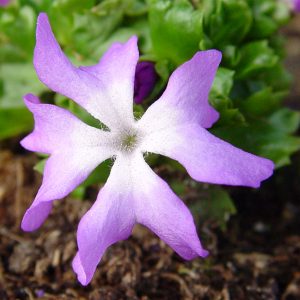 Primula minima – Bild 5