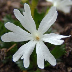 Primula minima – Bild 4