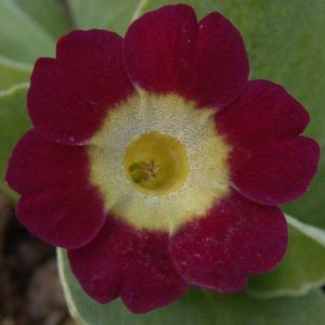 x auricula Aschenputtel JP -0