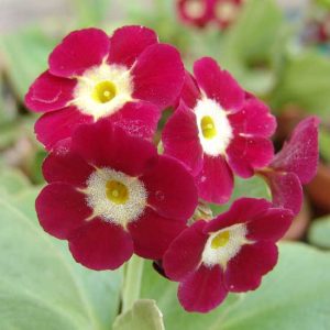 x auricula Der Gänsehirt JP-5882