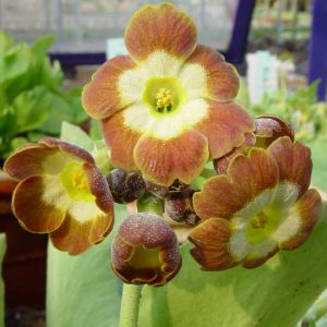 x auricula Der Zinnsoldat JP -0