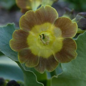 x auricula Der Zinnsoldat JP -5886