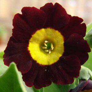 x auricula Die Bremer Stadtmusikanten JP -0