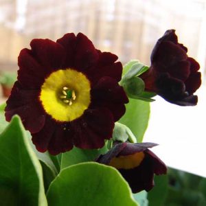 x auricula Die Bremer Stadtmusikanten JP -5891