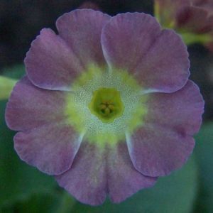 x auricula Die wilden Schwäne JP-5904