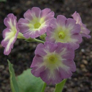 x auricula Die wilden Schwäne JP-5905