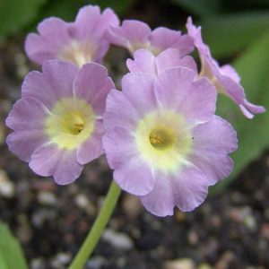 x auricula Die wilden Schwäne JP-0